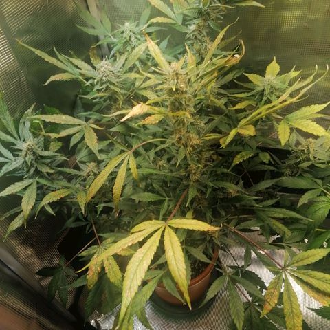 Sensi Skunk automatic  growlog timeline photo