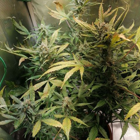 Sensi Skunk automatic  growlog timeline photo