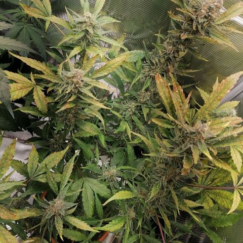 Sensi Skunk automatic  growlog timeline photo
