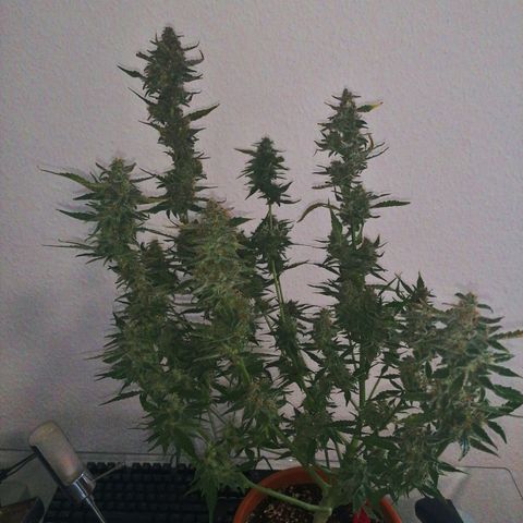 Sensi Skunk automatic  growlog photo: Ernte 