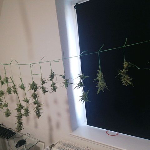 Sensi Skunk automatic  growlog timeline photo