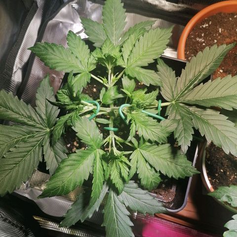 Sticky Orange XXL Automatic 1 growlog timeline photo