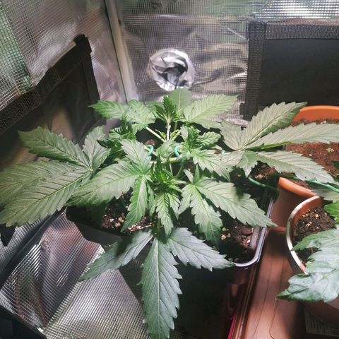 Sticky Orange XXL Automatic 1 growlog timeline photo