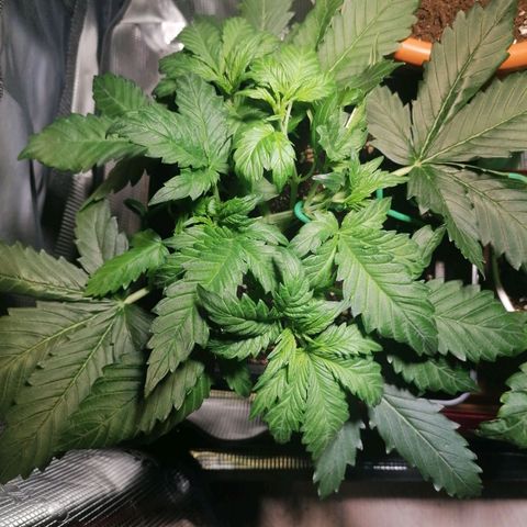 Sticky Orange XXL Automatic 1 growlog timeline photo