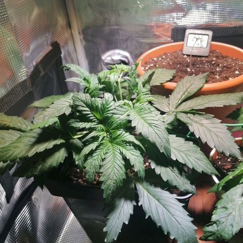 Sticky Orange XXL Automatic 1 growlog timeline photo