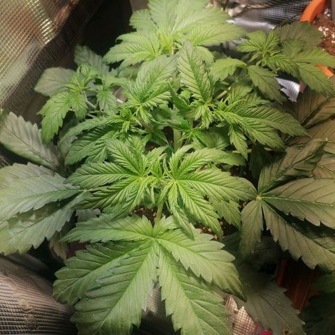 Sticky Orange XXL Automatic 1 growlog timeline photo
