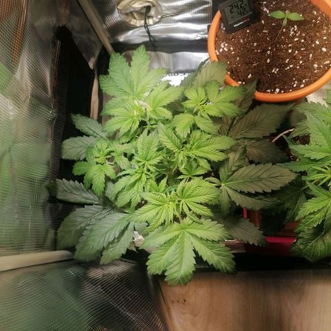 Sticky Orange XXL Automatic 1 growlog timeline photo
