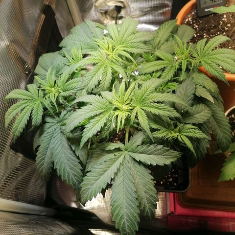 Sticky Orange XXL Automatic 1 growlog timeline photo