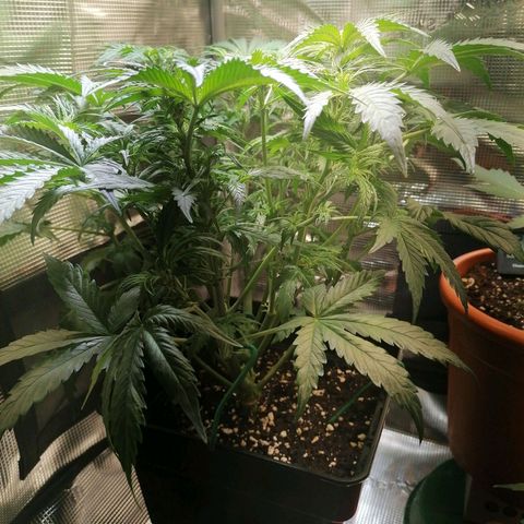 Sticky Orange XXL Automatic 1 growlog timeline photo