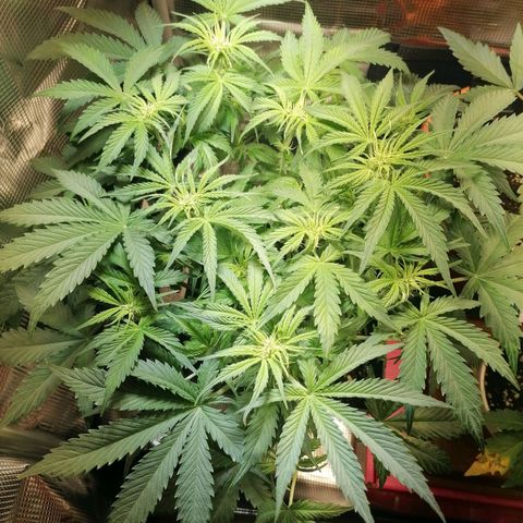 Sticky Orange XXL Automatic 1 growlog timeline photo