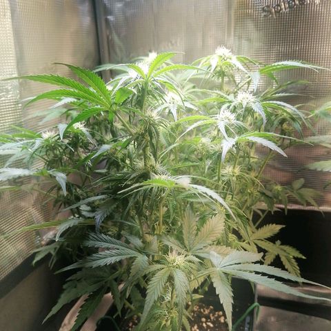 Sticky Orange XXL Automatic 1 growlog timeline photo