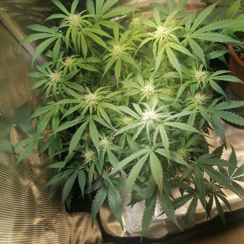 Sticky Orange XXL Automatic 1 growlog timeline photo