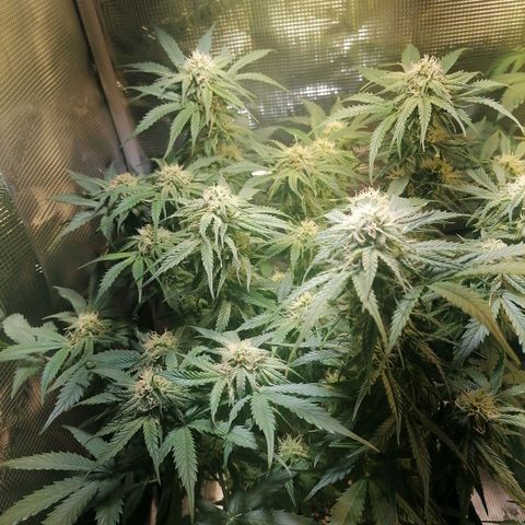 Sticky Orange XXL Automatic 1 growlog timeline photo