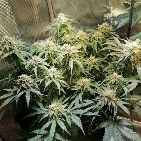 Sticky Orange XXL Automatic 1 growlog timeline photo