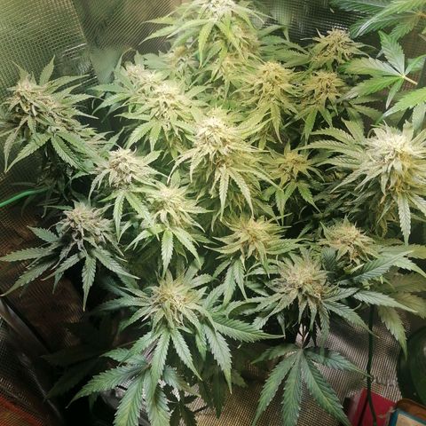 Sticky Orange XXL Automatic 1 growlog timeline photo