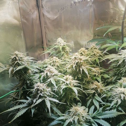 Sticky Orange XXL Automatic 1 growlog timeline photo