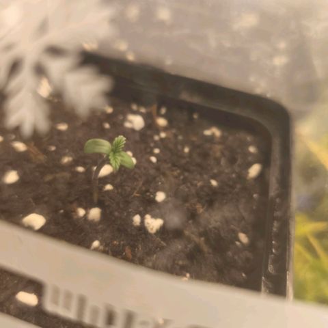 Gelato Automatic growlog timeline photo