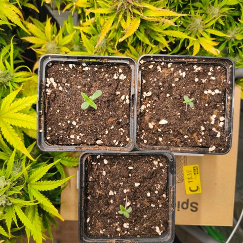 Gelato Automatic growlog timeline photo
