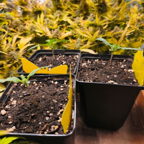 Gelato Automatic growlog timeline photo