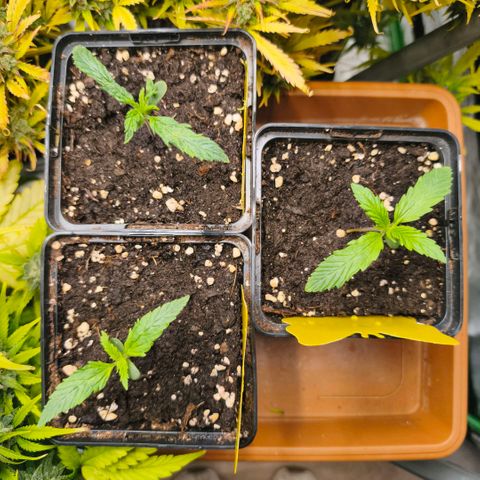 Gelato Automatic growlog timeline photo