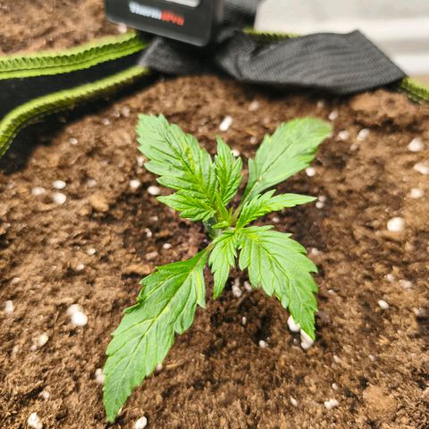 Gelato Automatic growlog timeline photo