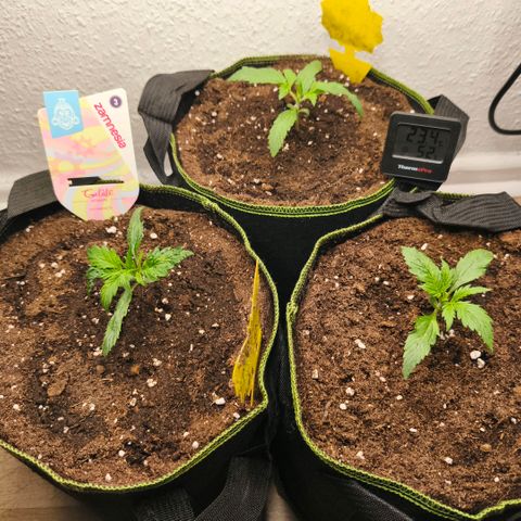 Gelato Automatic growlog timeline photo