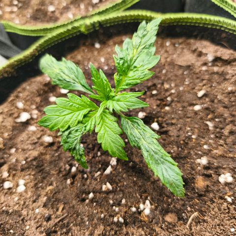 Gelato Automatic growlog timeline photo