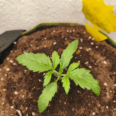 Gelato Automatic growlog timeline photo