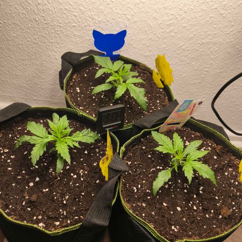 Gelato Automatic growlog timeline photo