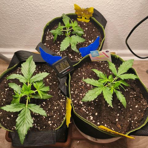 Gelato Automatic growlog timeline photo