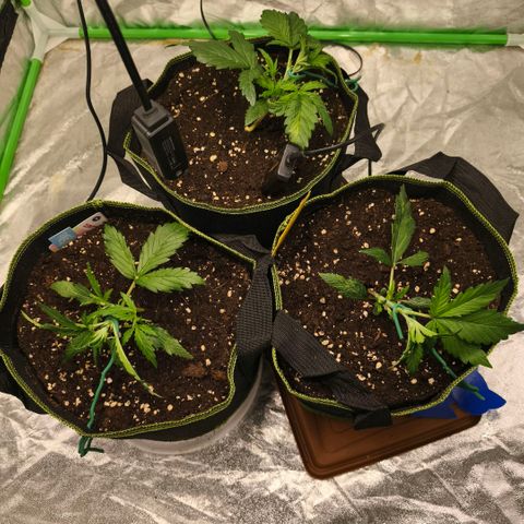 Gelato Automatic growlog photo: Umzug ins Zelt und lst 