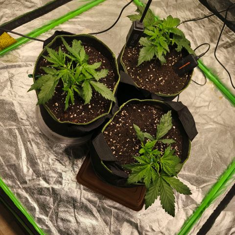 Gelato Automatic growlog timeline photo
