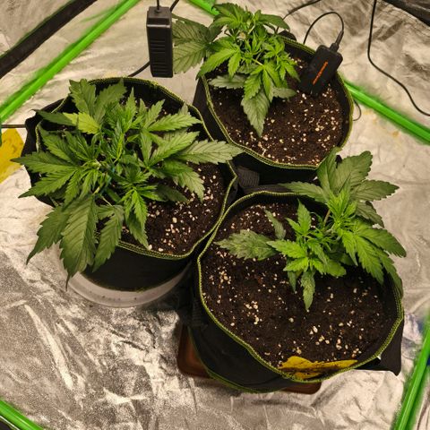 Gelato Automatic growlog timeline photo