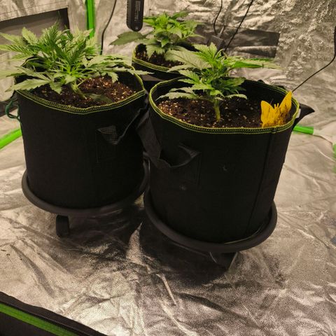 Gelato Automatic growlog timeline photo
