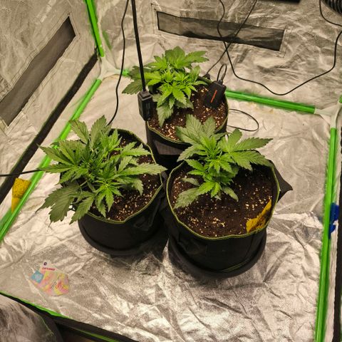 Gelato Automatic growlog timeline photo