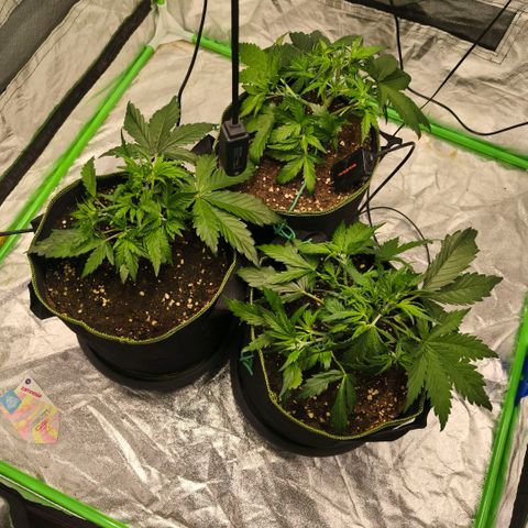 Gelato Automatic growlog timeline photo