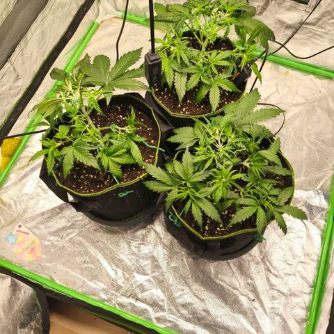 Gelato Automatic growlog timeline photo
