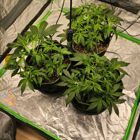 Gelato Automatic growlog timeline photo