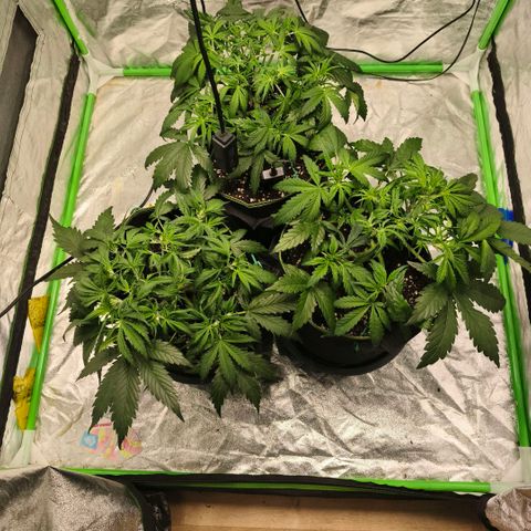 Gelato Automatic growlog timeline photo
