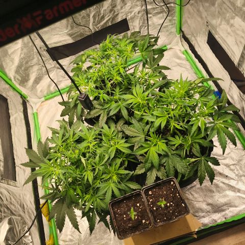 Gelato Automatic growlog timeline photo