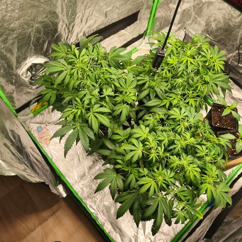 Gelato Automatic growlog timeline photo