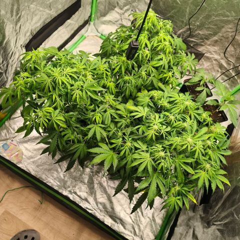 Gelato Automatic growlog timeline photo