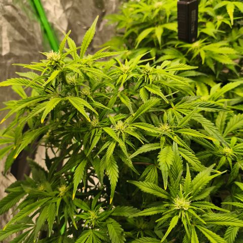 Gelato Automatic growlog timeline photo