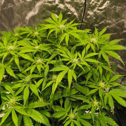 Gelato Automatic growlog timeline photo