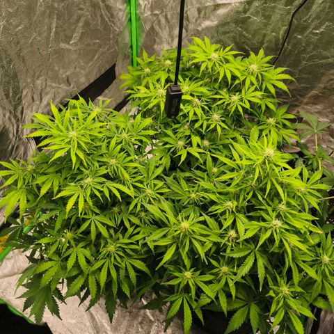 Gelato Automatic growlog timeline photo