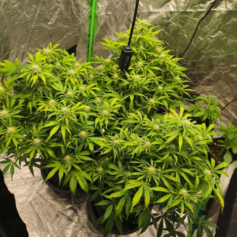 Gelato Automatic growlog timeline photo