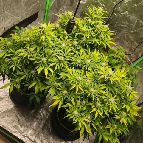 Gelato Automatic growlog timeline photo