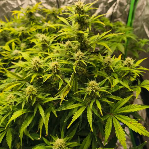 Gelato Automatic growlog timeline photo