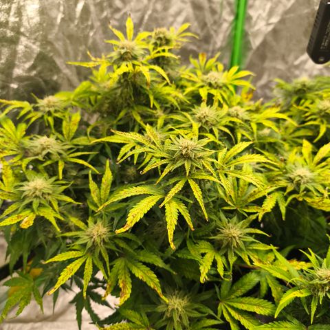 Gelato Automatic growlog timeline photo