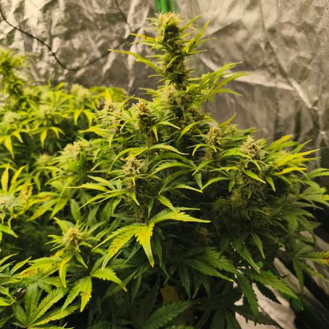 Gelato Automatic growlog timeline photo